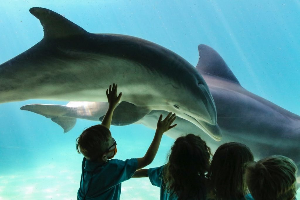 Children looking at dolphins