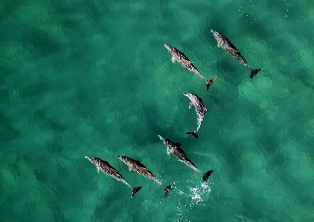 Dolphins aerial view
