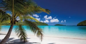 Tropical beach tree