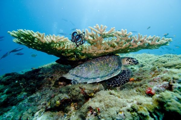 Turtle under the ocean