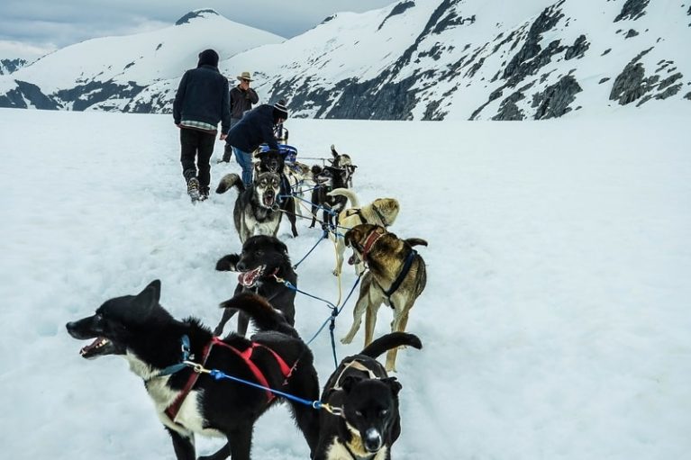 Alaska dog sledding 