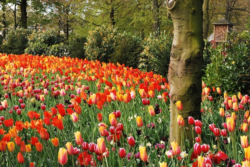 Vibrant tulips in the Keukenhof Gardens in Amsterdam. 