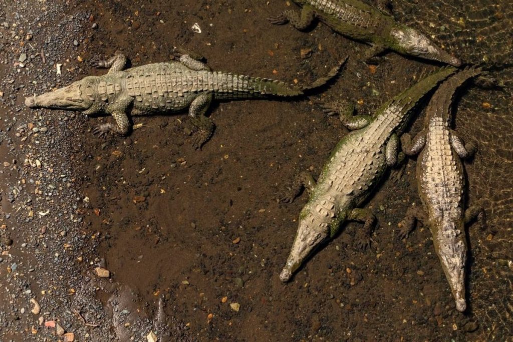 Costa Rica crocodiles