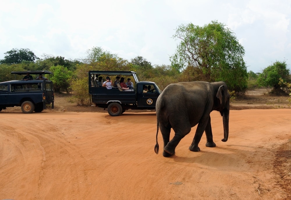 Elephant on a safari route