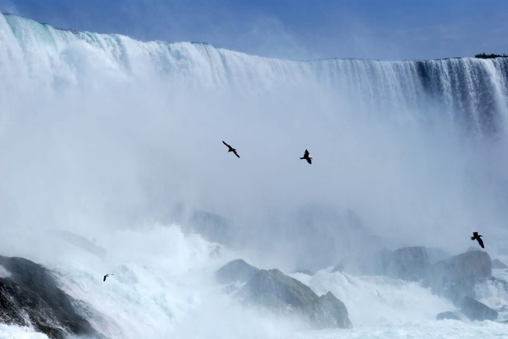 Niagara Falls birds