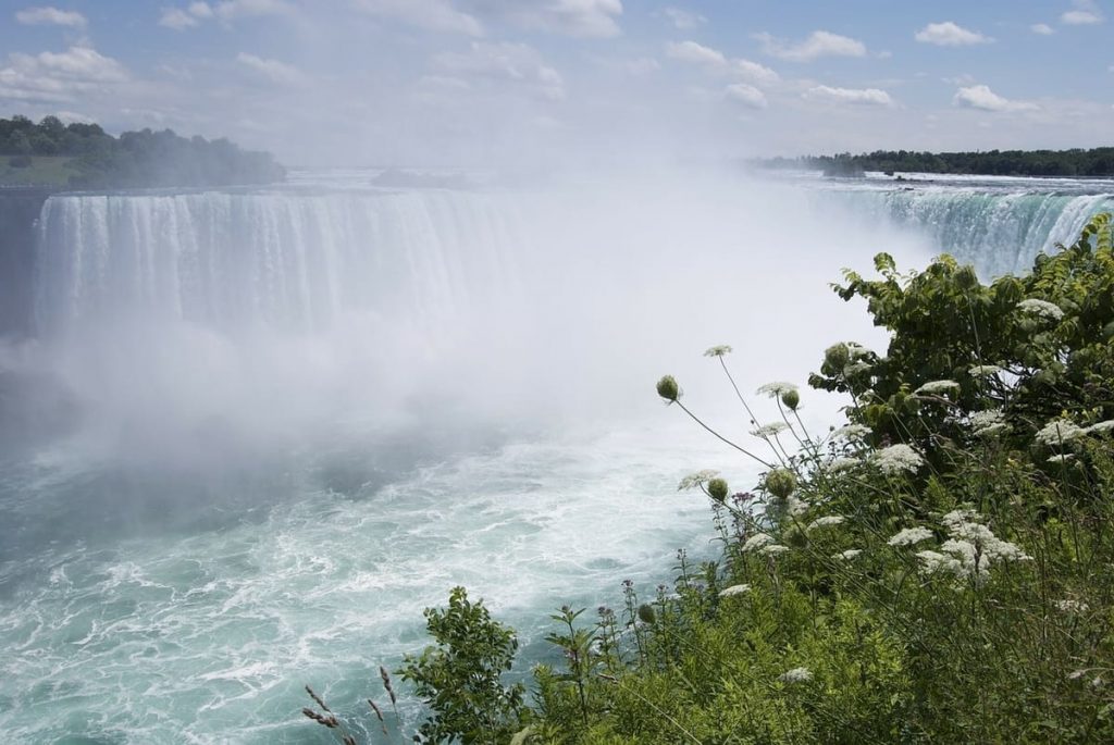 Niagara Falls flora