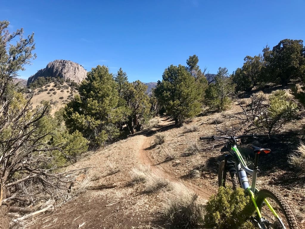 Twisted pine mountain biking trail