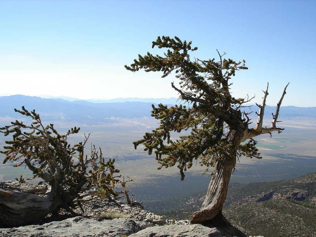 Tree at the Great Basin