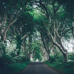 Dark-Hedges-Game-of-Thrones-Tours