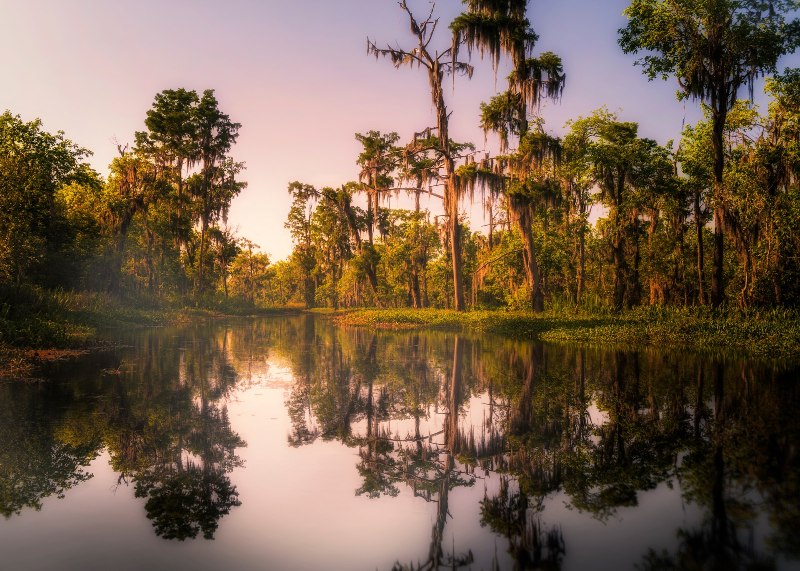 Swamp-lands-new-orleans