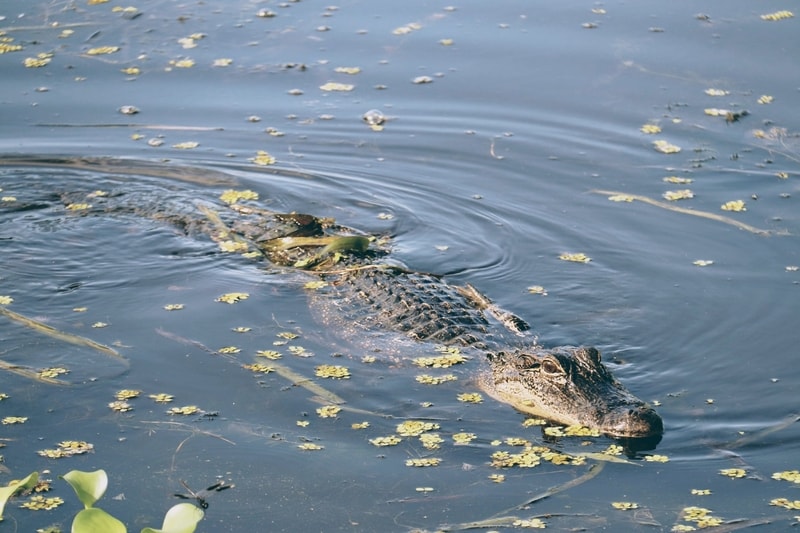 New Orleans Mississippi River Alligator