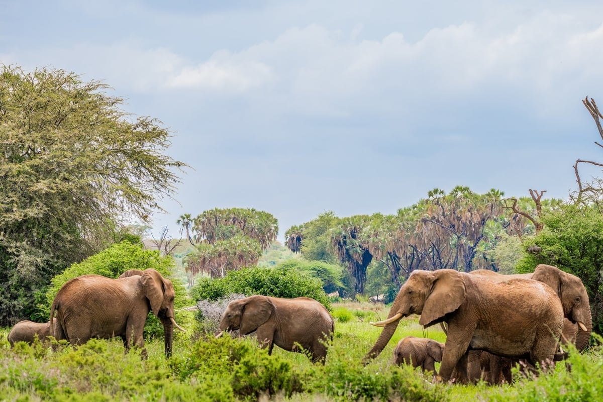 Elephant herd in Samburu National Park