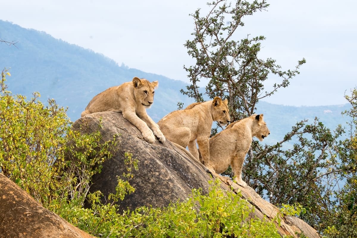Lions on a rock