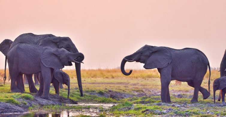 Chobe National Park: Game Drive, Lunch, and Cruise Day Trip