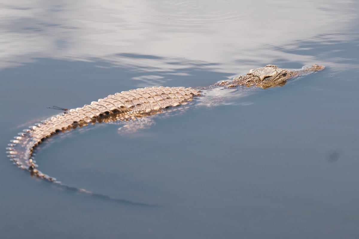 Crocodile lurking in a lake
