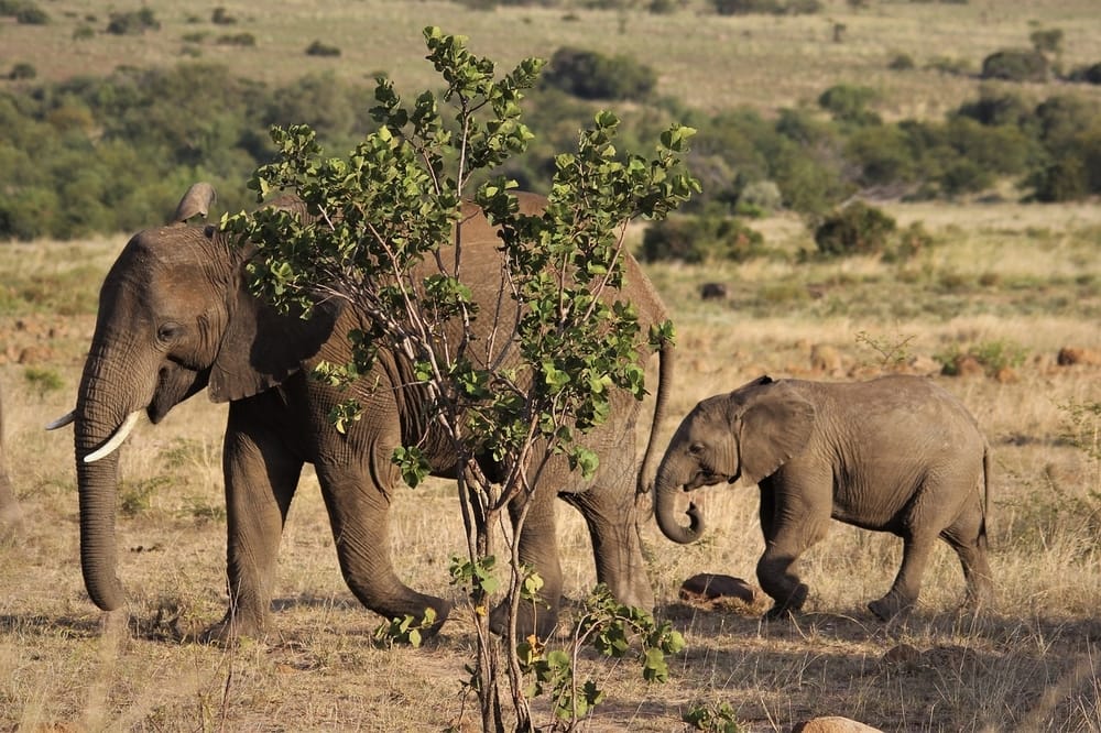 Elephants at an African safari