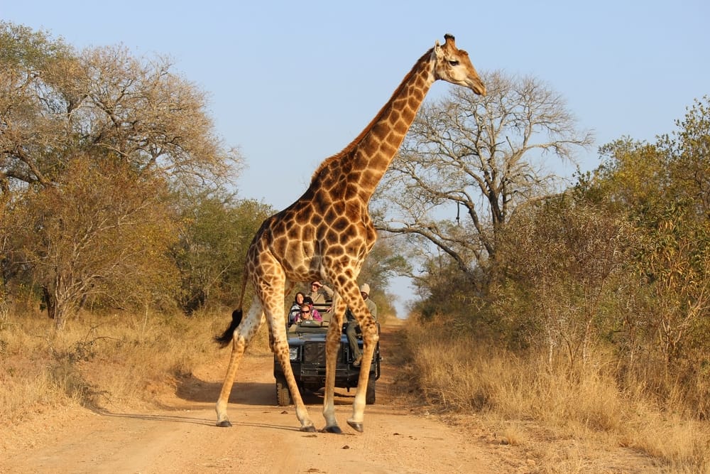 Giraffe walking on a dirt road