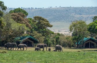 Heard of elephants at Masai Mara
