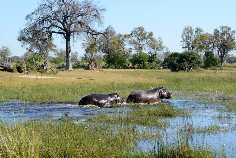 Hippos crossing the river