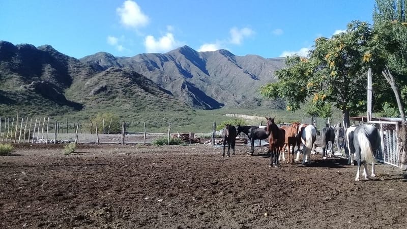 Horse ranch in Argentina