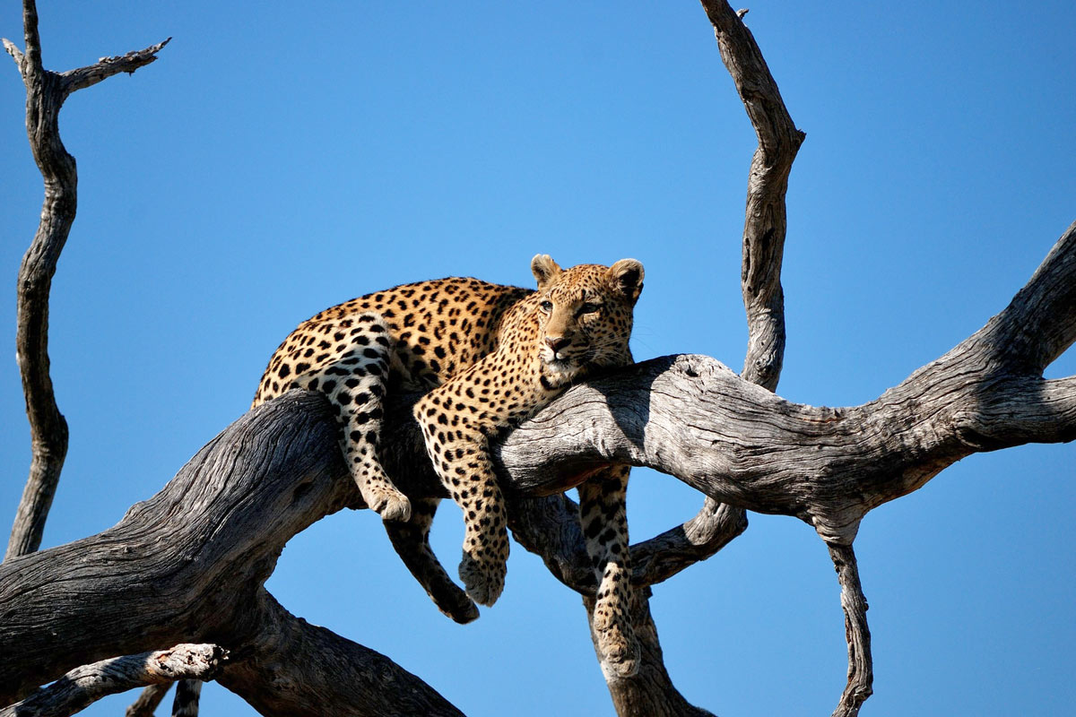 Leopard perched in tree 