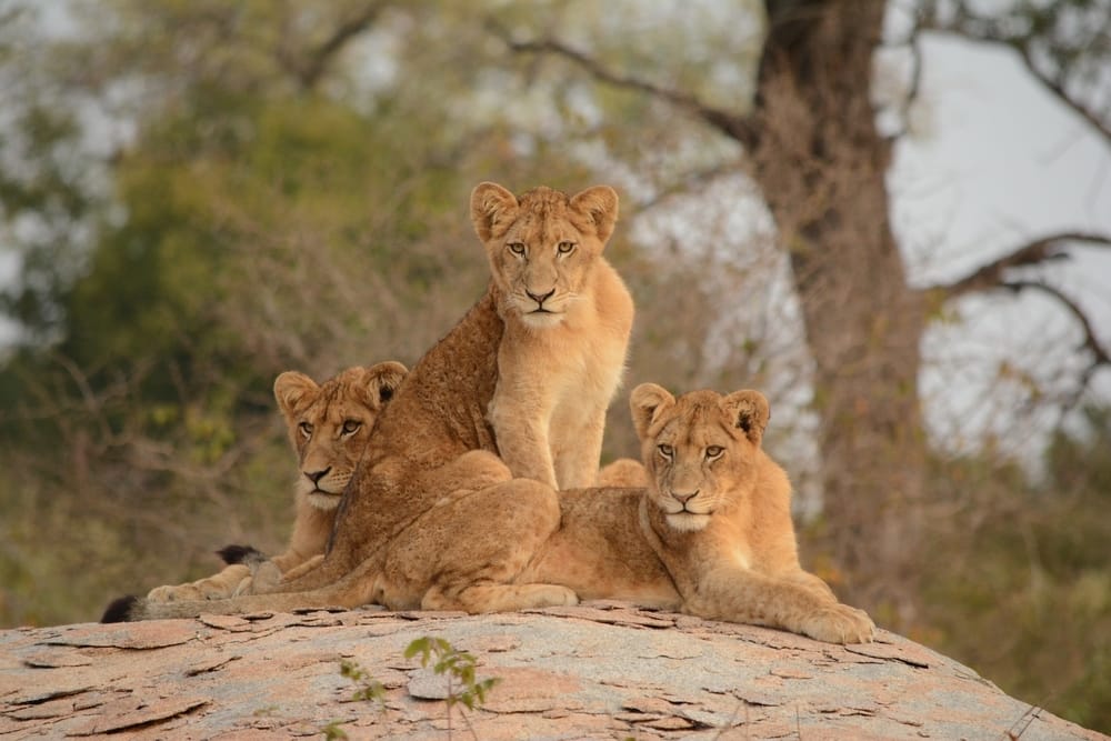 Lions at the Kruger National Park