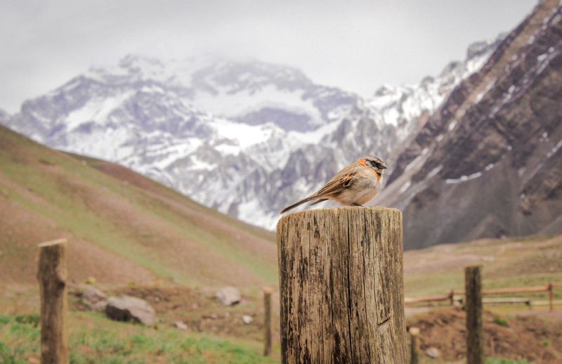 Bird perched in Aconcagua Mountain Provincial Park