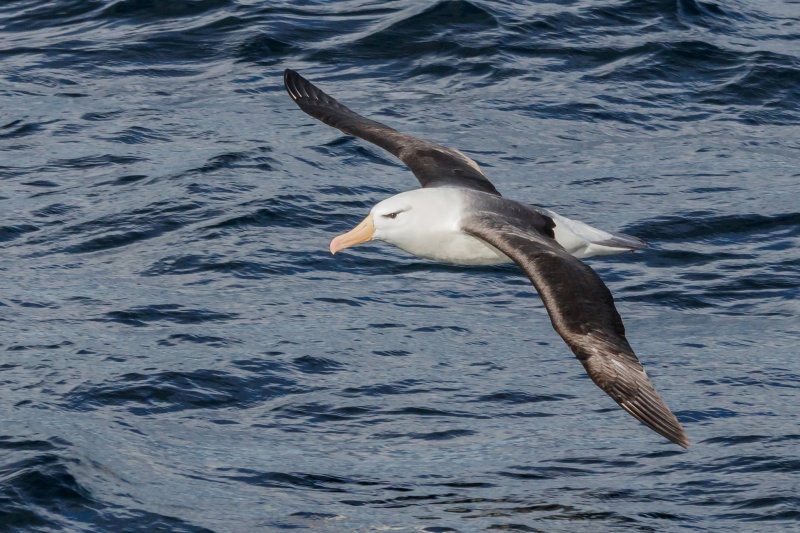 A flying Black Browed Albatros