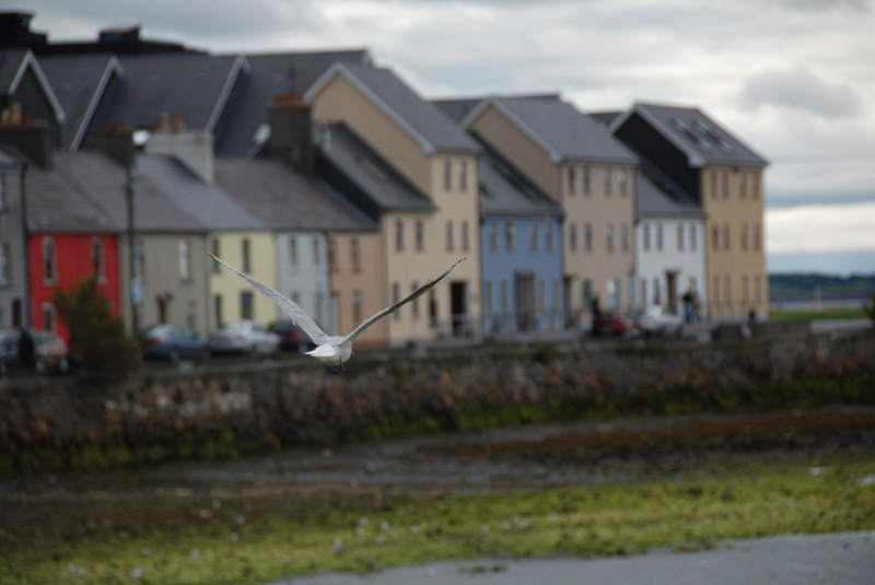 Houses in Galway with a seagull flying past