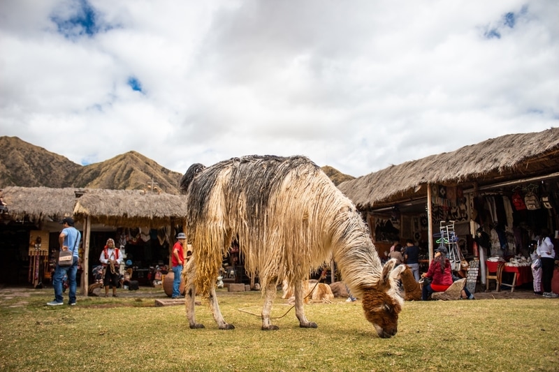 Long haired alpaca in village in Peru