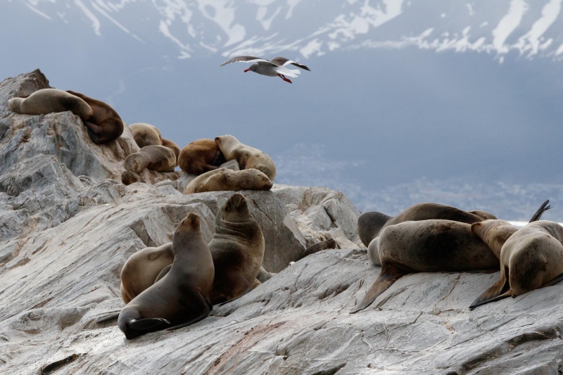 A raft of sea lions sitting on a rock
