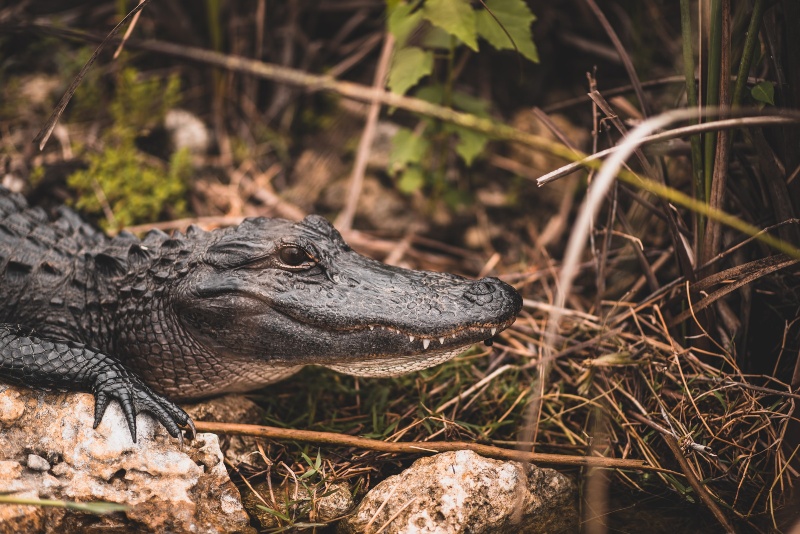 alligator at wild florida