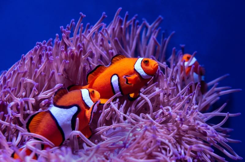 clownfish and anemone in an aquarium