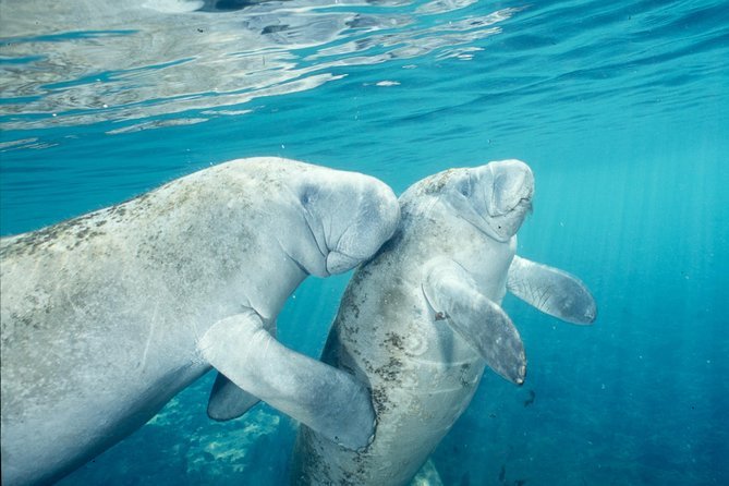 Crystal River Manatee Swim or Boat Ride from Orlando