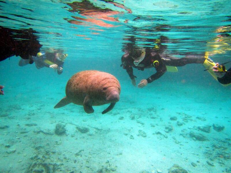 divers-with-manatee-crystal-river