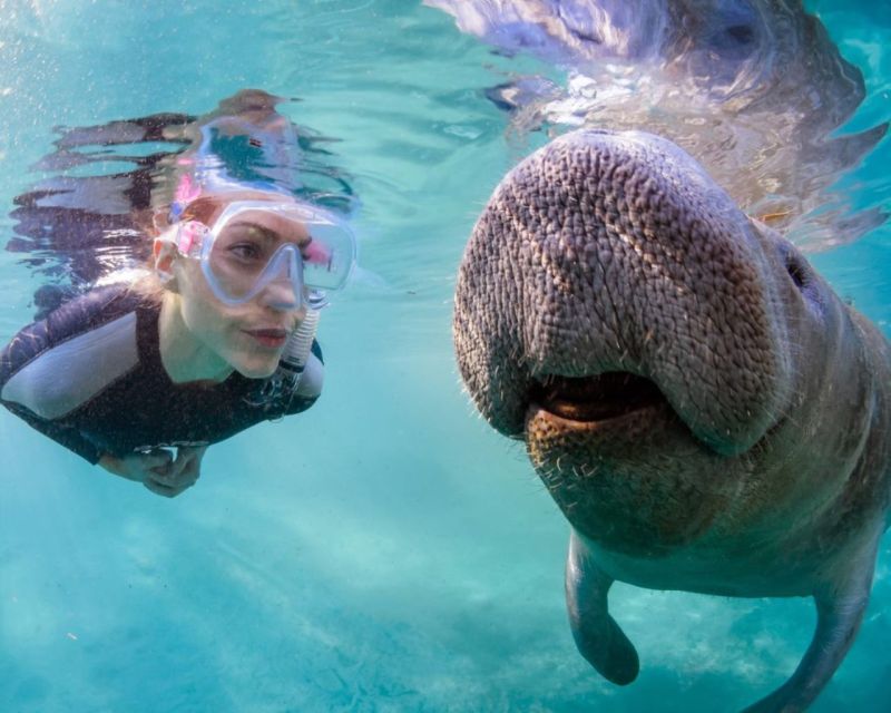 female-diver-swimming-with-manatee