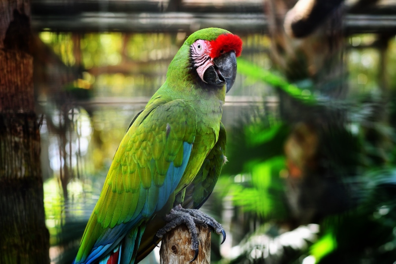 green parrot at wild florida