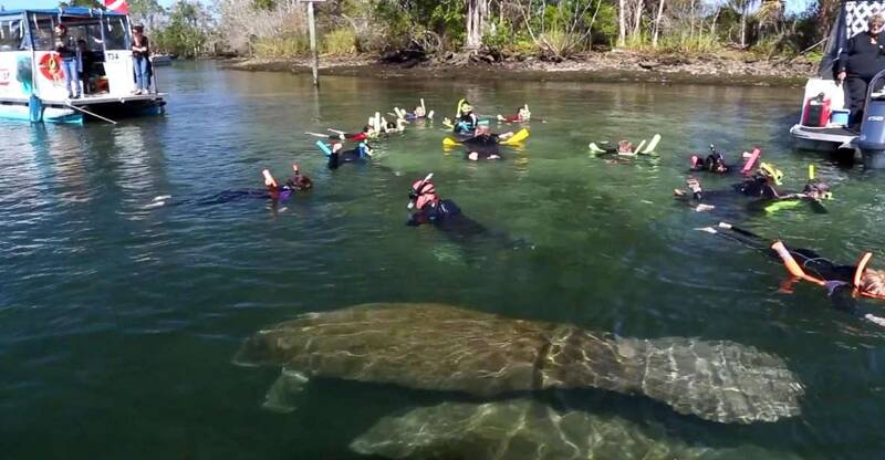 group-swimming-with-manatees-orlando
