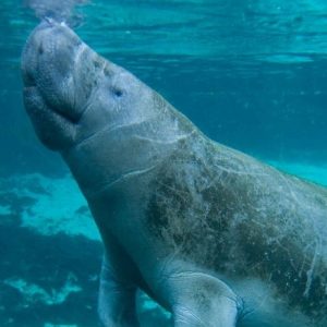 large-manatee-with-diver