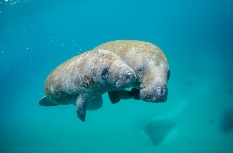 manatee-mother-and-calf