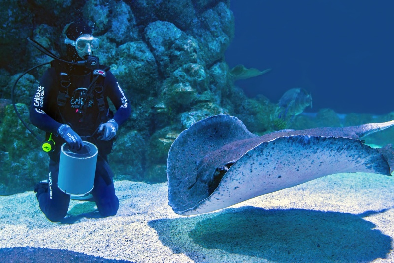 scuba diver feeding stingray in aquarium