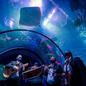 sea life aquarium san antonio ocean tunnel