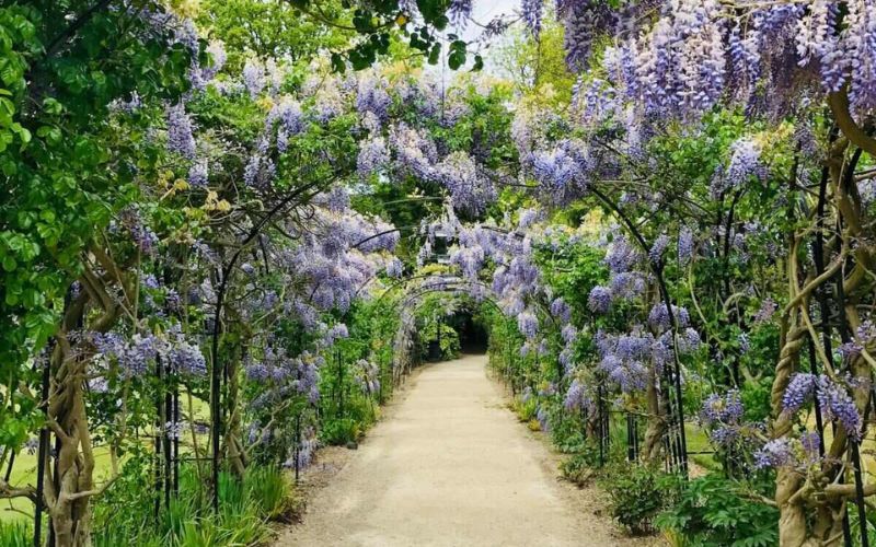 London wisteria flowers in bloom during Spring