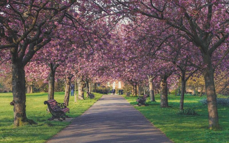 London park in bloom during Spring
