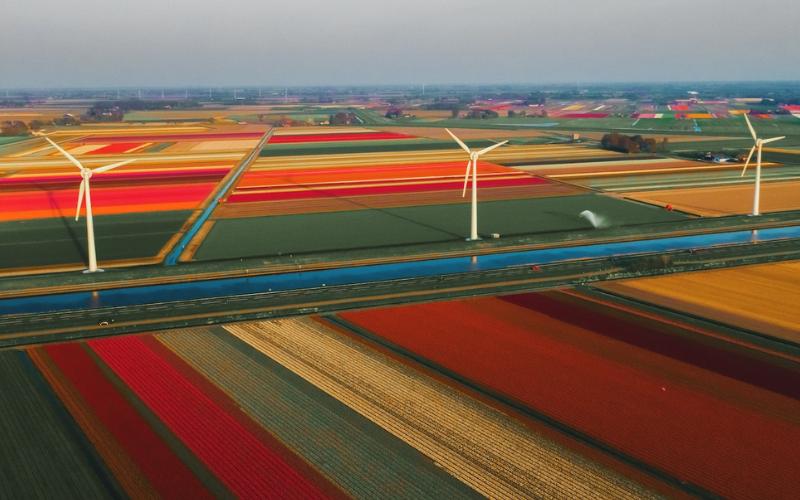 Tulip fields and wind turbines in the Netherlands