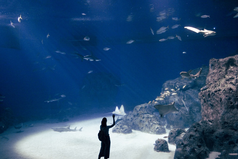 person looking at fish in an aquarium