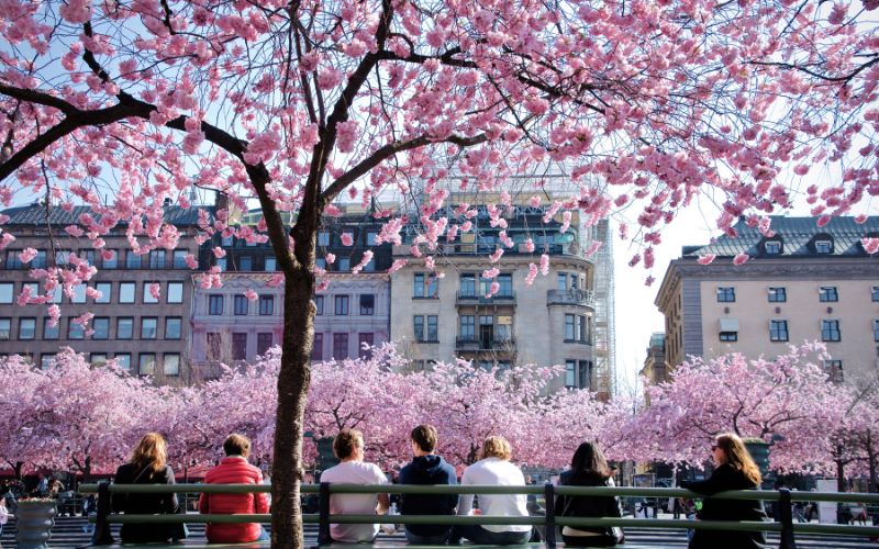People sitting on benches beneath pink cherry blossom trees