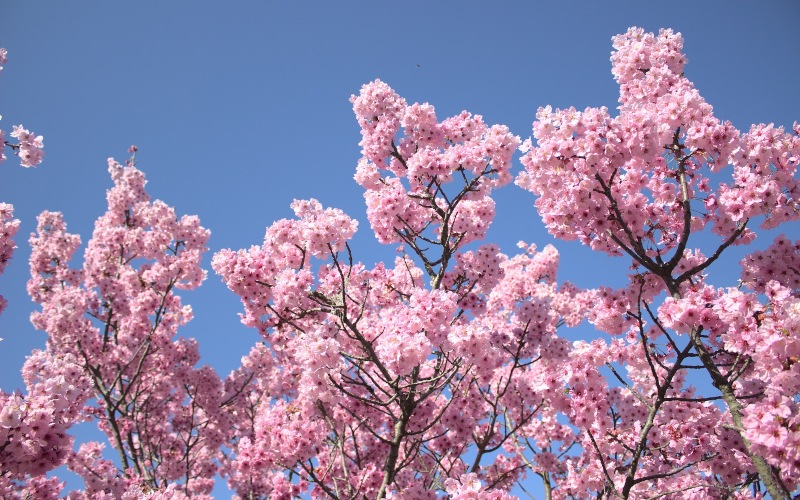 Below-angle view of a cherry blossom tree in bloom
