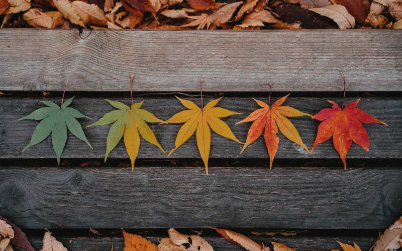 Differently colored leaves lined up in gradient order to represent the changing seasons