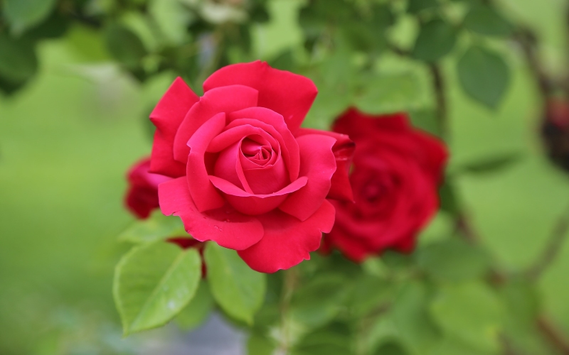 Closeup of a red rosebud